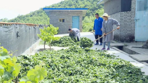 蘇陜協作助力略陽產業扶貧 農林牧漁融合發展之路