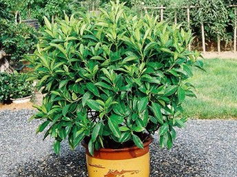 廣州鮮花綠植全周期服務 出租、銷售、租賃、出擺與專業養護一體化解決方案