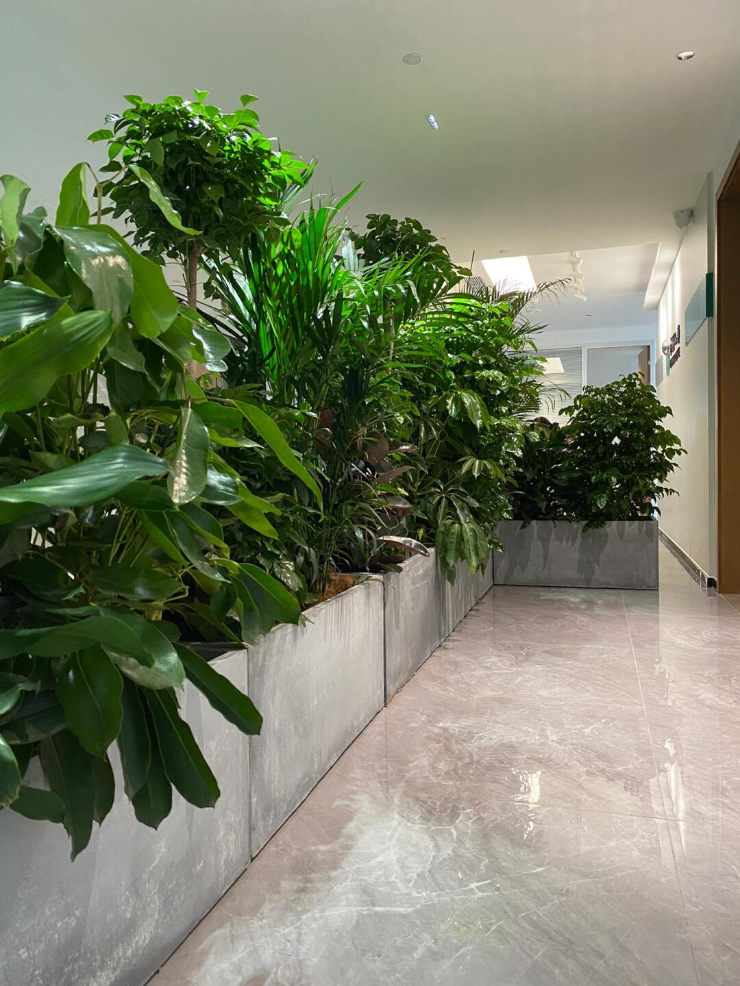 綠意空間，靈動隔斷 專業植物租賃與造景服務打造辦公新生態