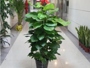 上海莘莊、七寶、航華、龍柏地區(qū)專業(yè)植物租擺與花卉租賃服務(wù)全解析